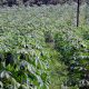 start a farming business in Cameroon