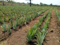 Agricultural business in Cameroon