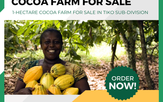 cocoa farm for sale in Cameroon