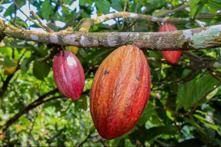 The Potential of Cameroon Red Cocoa and Geographical Indication